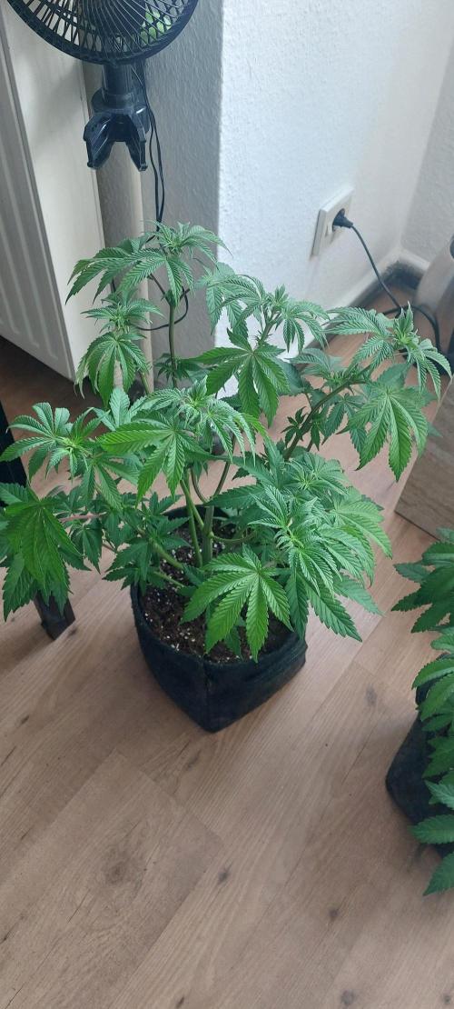 Sensi Seeds x Champelli. Week 7