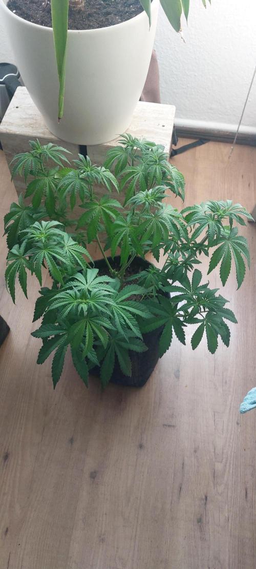 Sensi Seeds x Champelli. Week 7