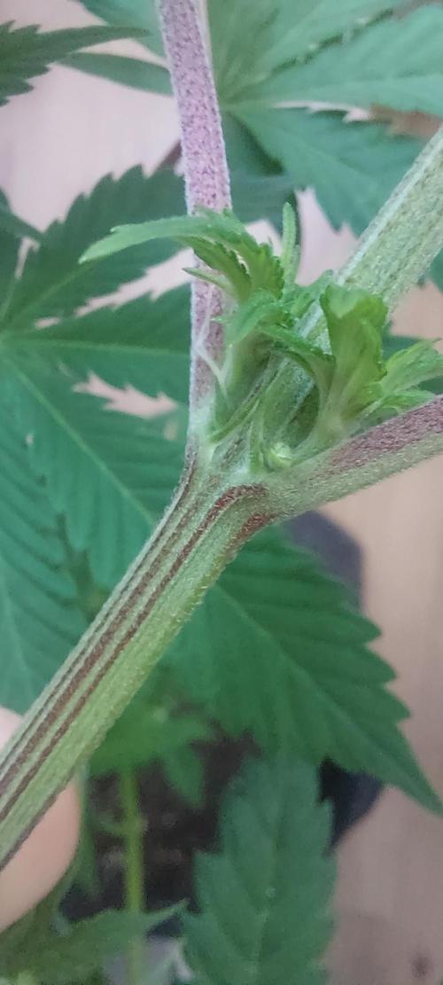 Sensi Seeds x Champelli. Week 7