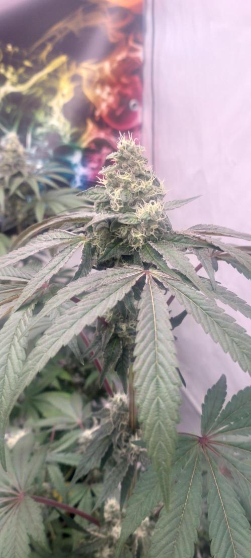 Garlic Gas sensi seeds. Week 6