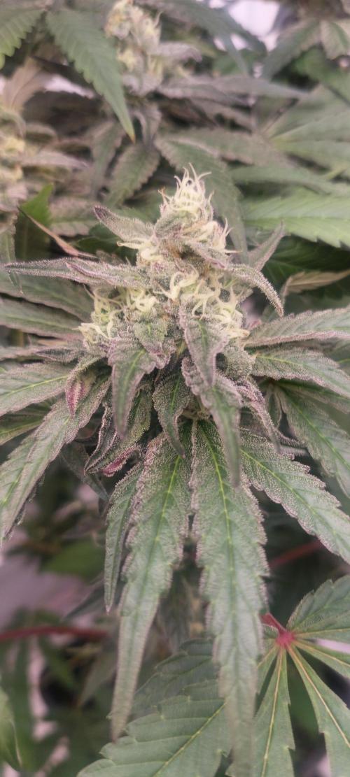 Garlic Gas sensi seeds. Week 6