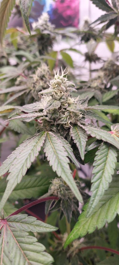 Garlic Gas sensi seeds. Week 7