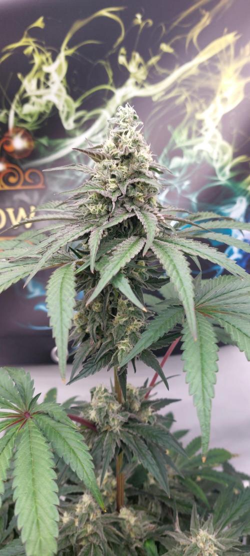 Garlic Gas sensi seeds. Week 7