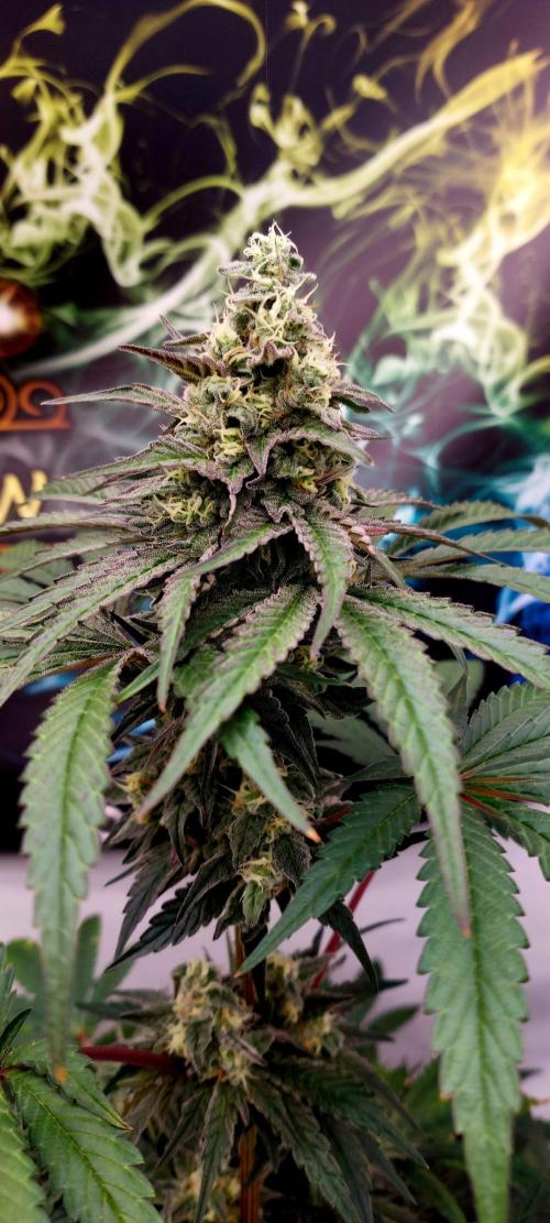 Garlic Gas sensi seeds. Week 7