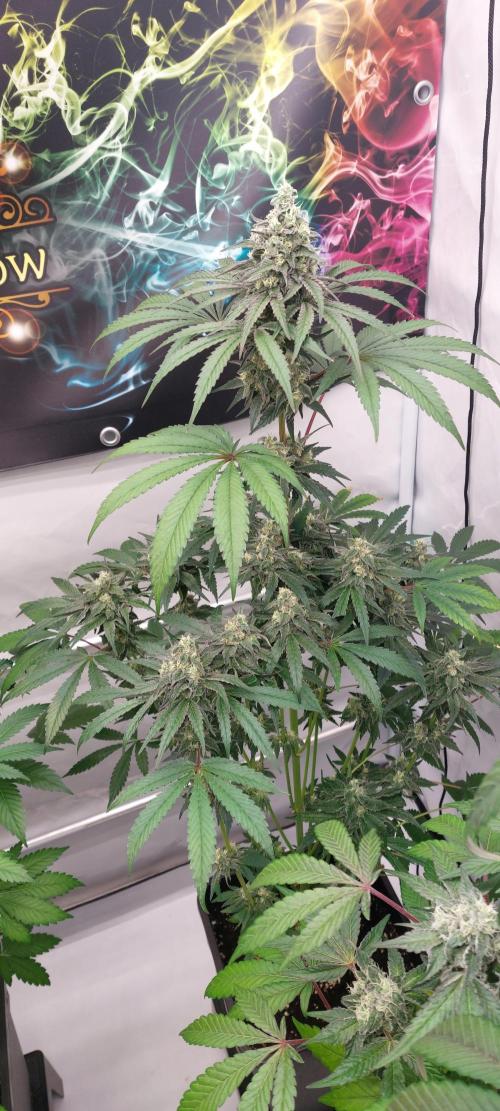 Garlic Gas sensi seeds. Week 7