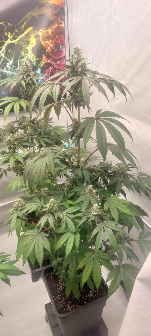 Garlic Gas sensi seeds. Week 7
