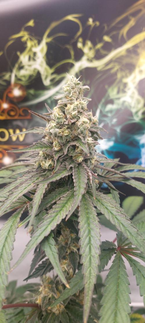 Garlic Gas sensi seeds. Week 8