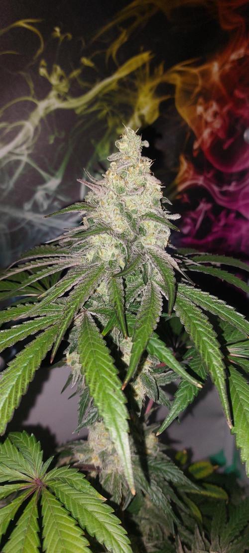 Garlic Gas sensi seeds. Week 8