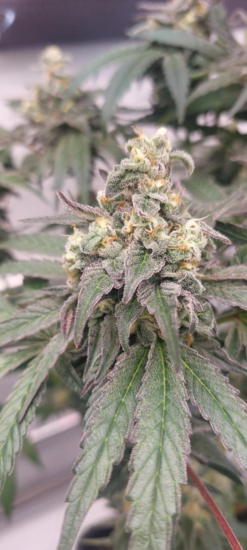 Garlic Gas sensi seeds. Week 8