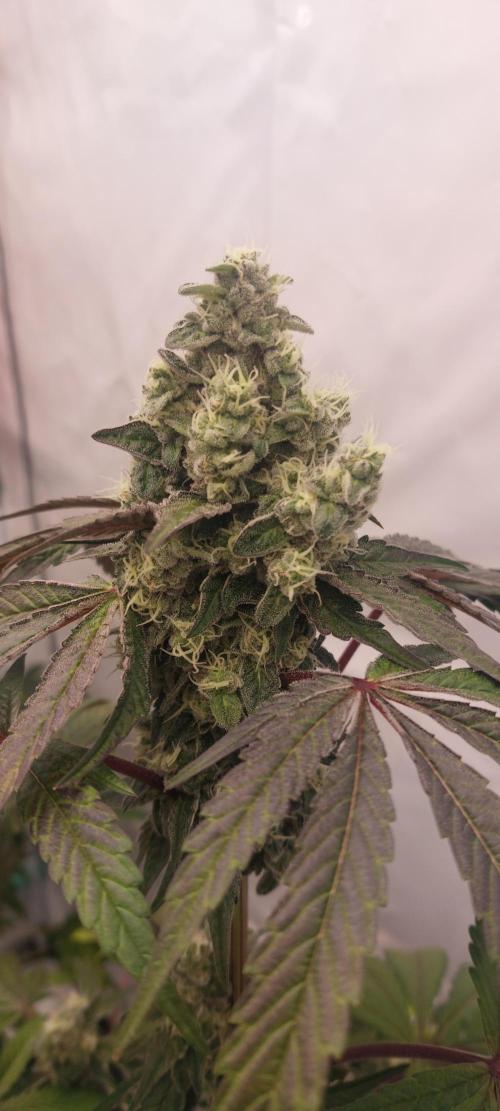 Garlic Gas sensi seeds. Week 8