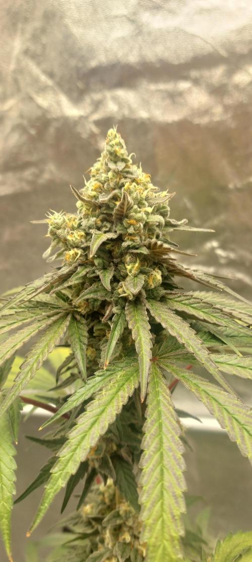 Garlic Gas sensi seeds. Week 9