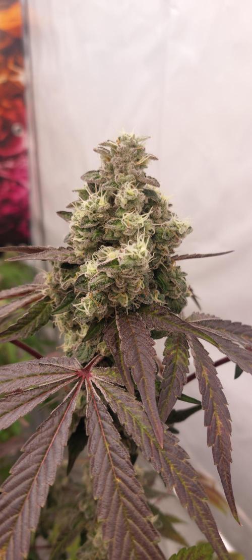 Garlic Gas sensi seeds. Week 9