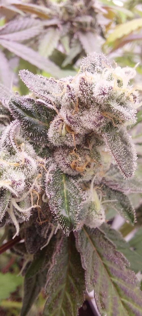 Garlic Gas sensi seeds. Week 9