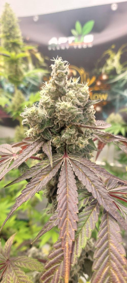 Garlic Gas sensi seeds. Week 9