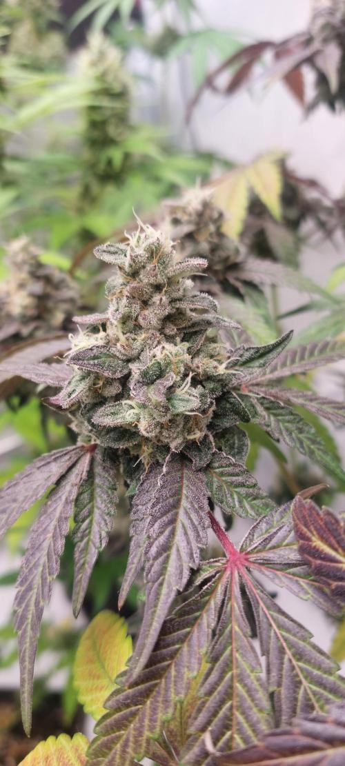 Garlic Gas sensi seeds. Week 9
