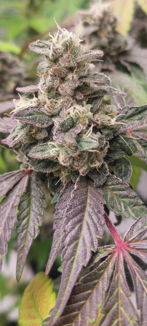 Garlic Gas sensi seeds. Week 9