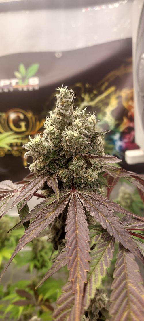 Garlic Gas sensi seeds. Week 9