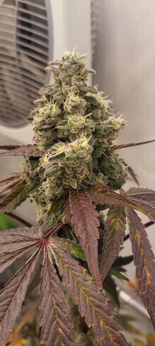 Garlic Gas sensi seeds. Week 9