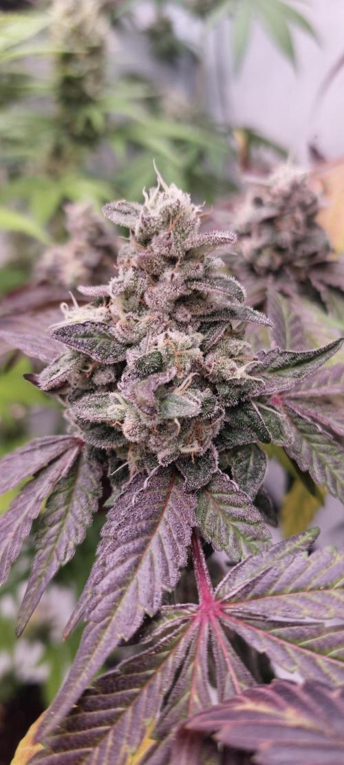 Garlic Gas sensi seeds. Week 9
