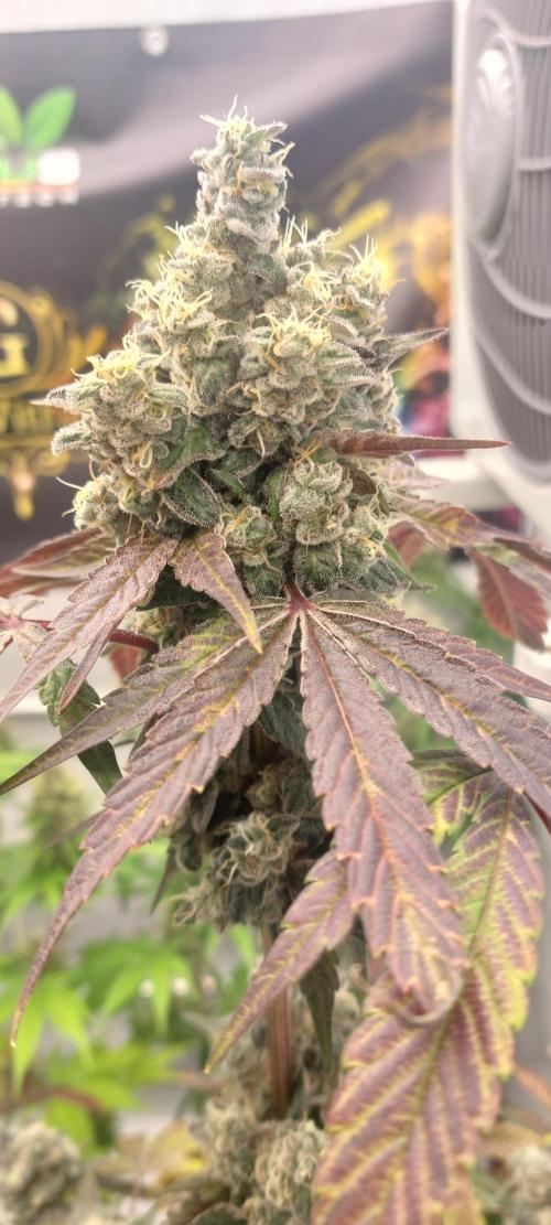 Garlic Gas sensi seeds. Week 9
