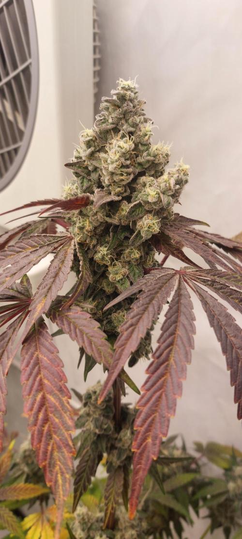 Garlic Gas sensi seeds. Week 9