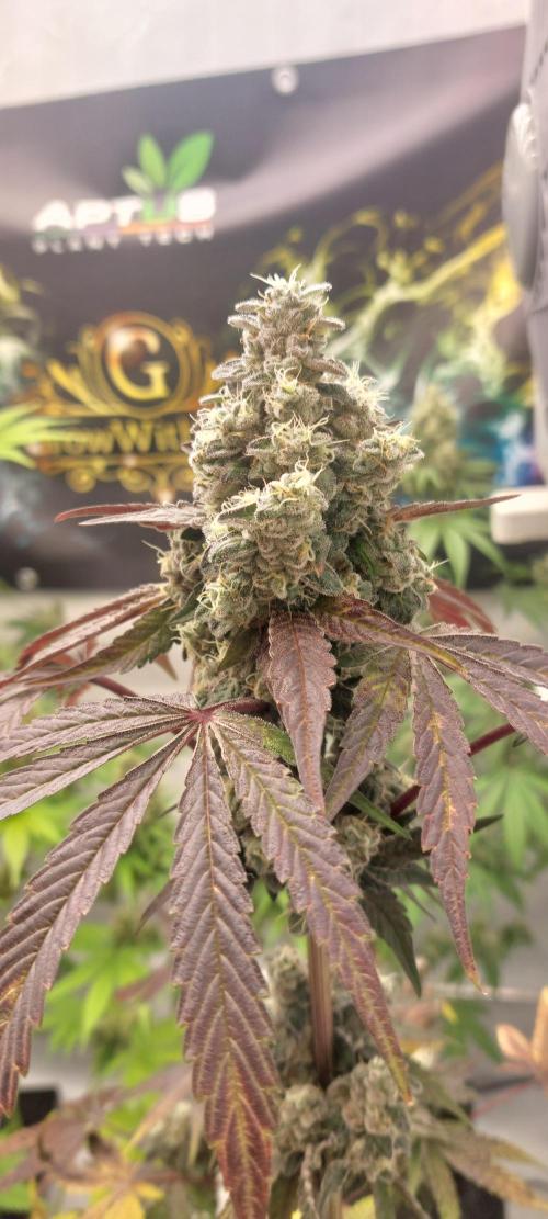 Garlic Gas sensi seeds. Week 9