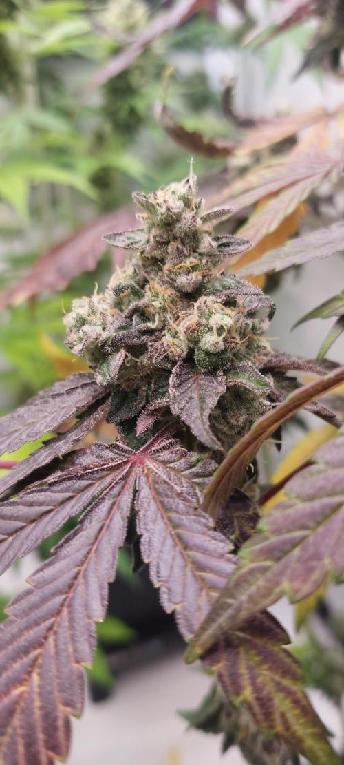 Garlic Gas sensi seeds. Week 9