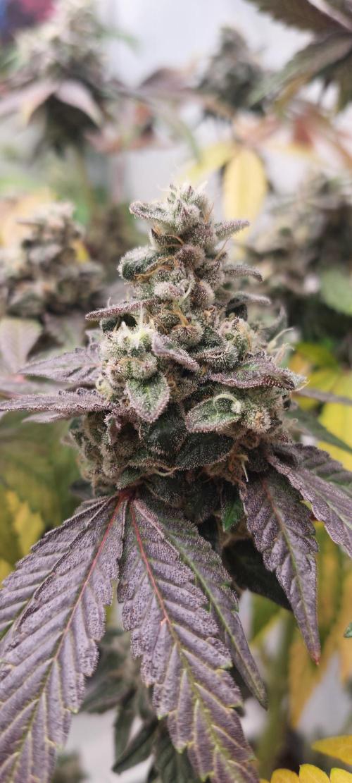 Garlic Gas sensi seeds. Week 9