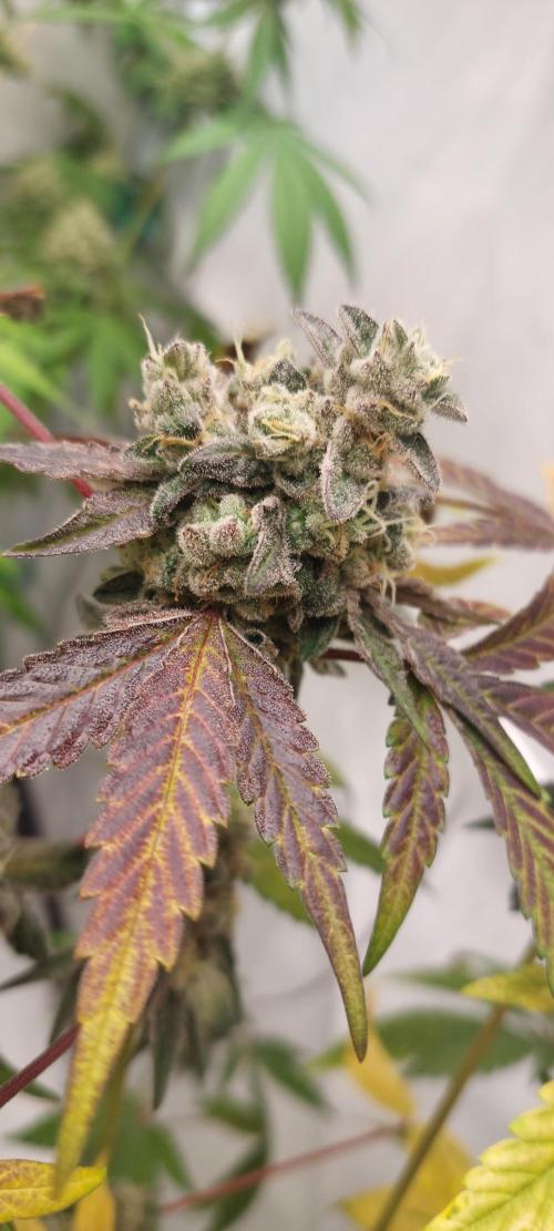 Garlic Gas sensi seeds. Week 9