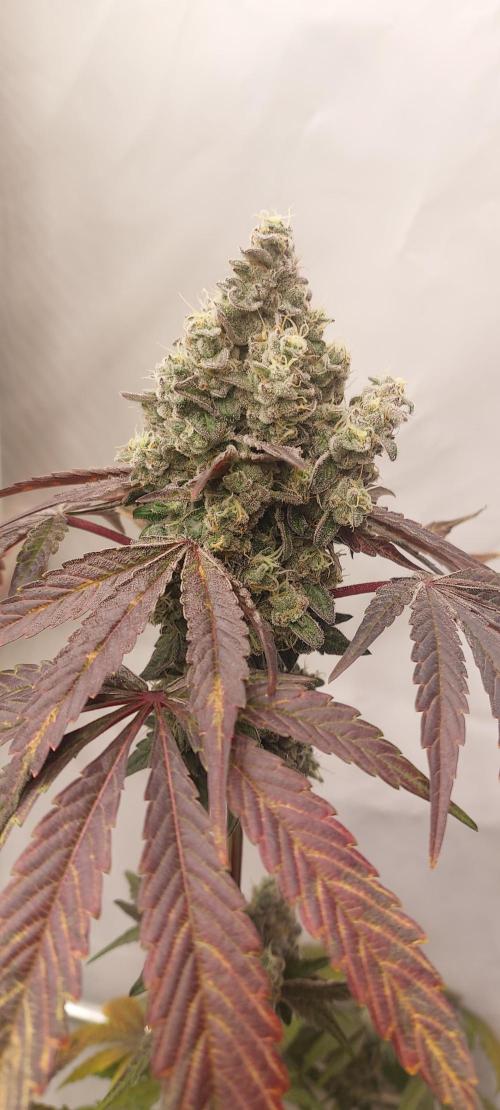 Garlic Gas sensi seeds. Week 9