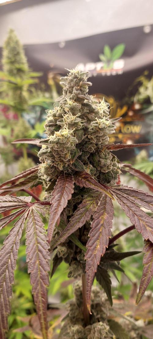 Garlic Gas sensi seeds. Week 9