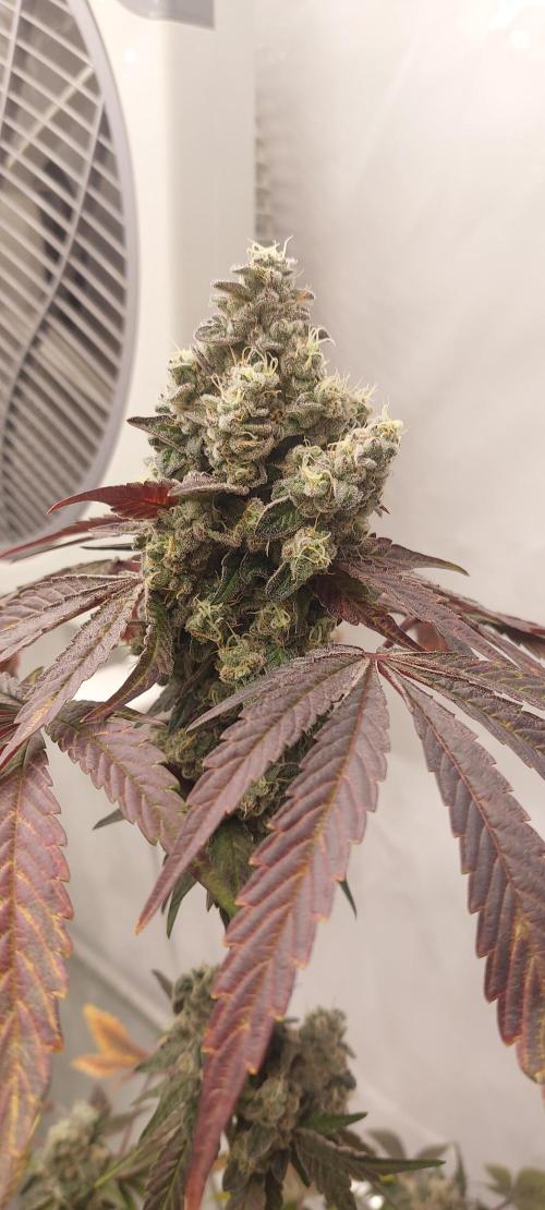 Garlic Gas sensi seeds. Week 9