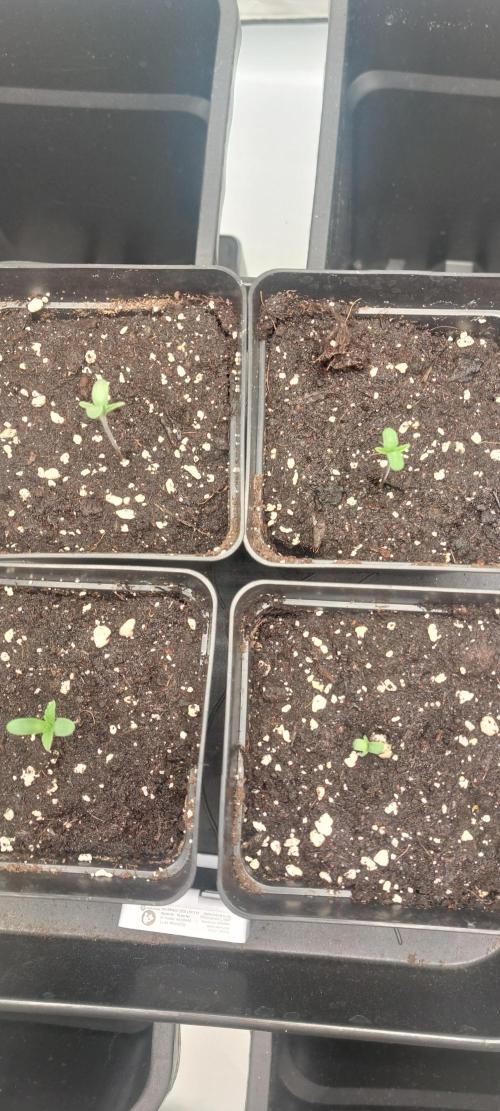 Super Blueberry Cherry. Week 0