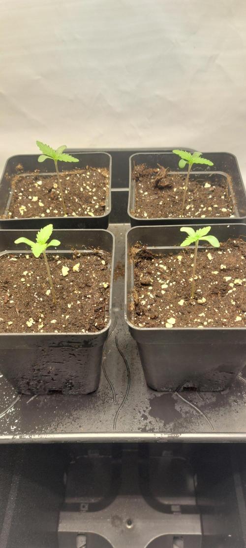 Super Blueberry Cherry. Week 0 - Day 5