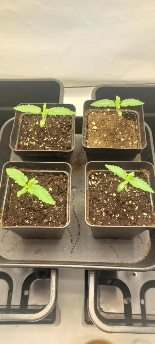 Super Blueberry Cherry. Week 0 - Day 7