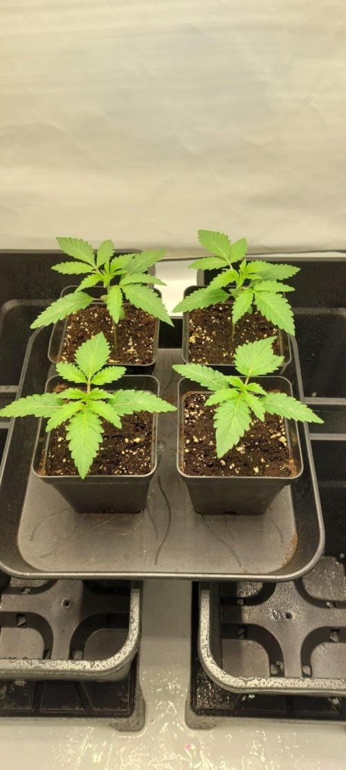 Super Blueberry Cherry. Week 1 - Day 11