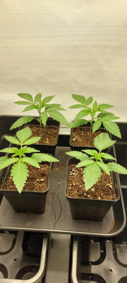 Super Blueberry Cherry. Week 1 - Day 12