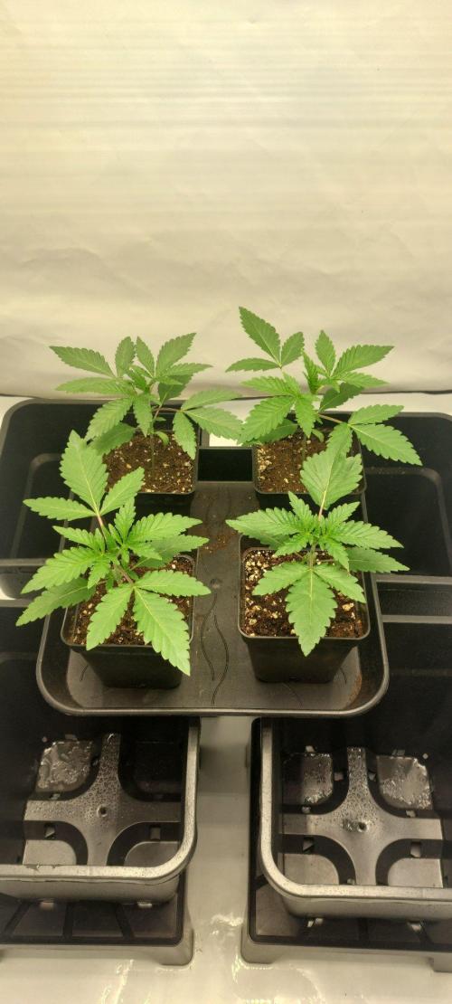 Super Blueberry Cherry. Week 1 - Day 13