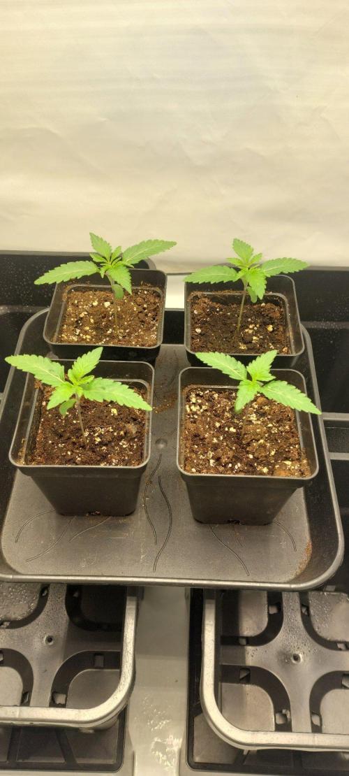 Super Blueberry Cherry. Week 1 - Day 9