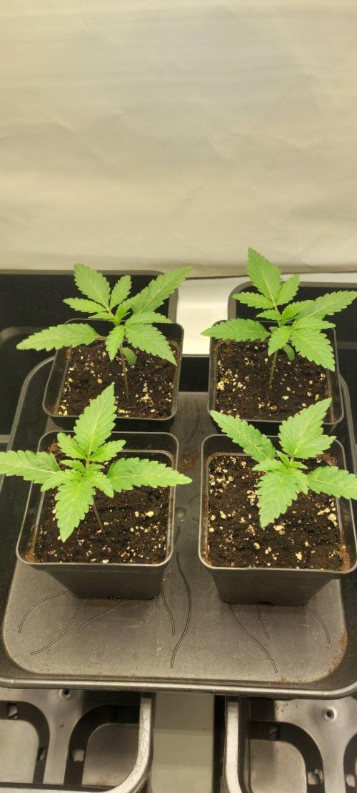 Super Blueberry Cherry. Week 1 - Day 10