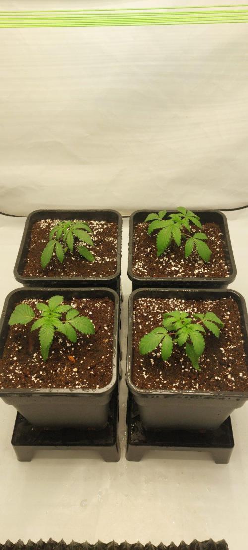 Super Blueberry Cherry. Week 1 - Day 14