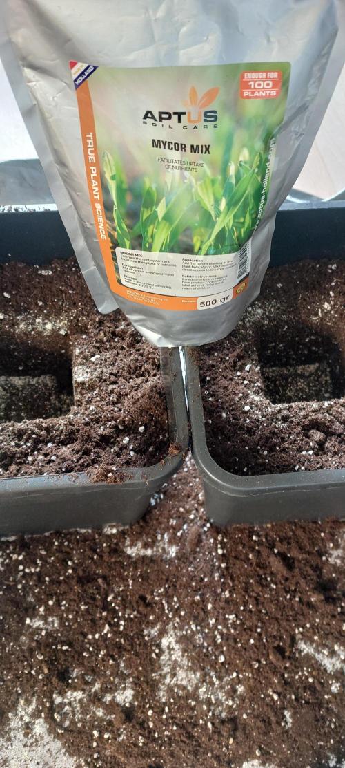 Super Blueberry Cherry. Week 1 - Day 14