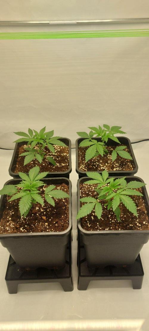 Super Blueberry Cherry. Week 2 - Day 16