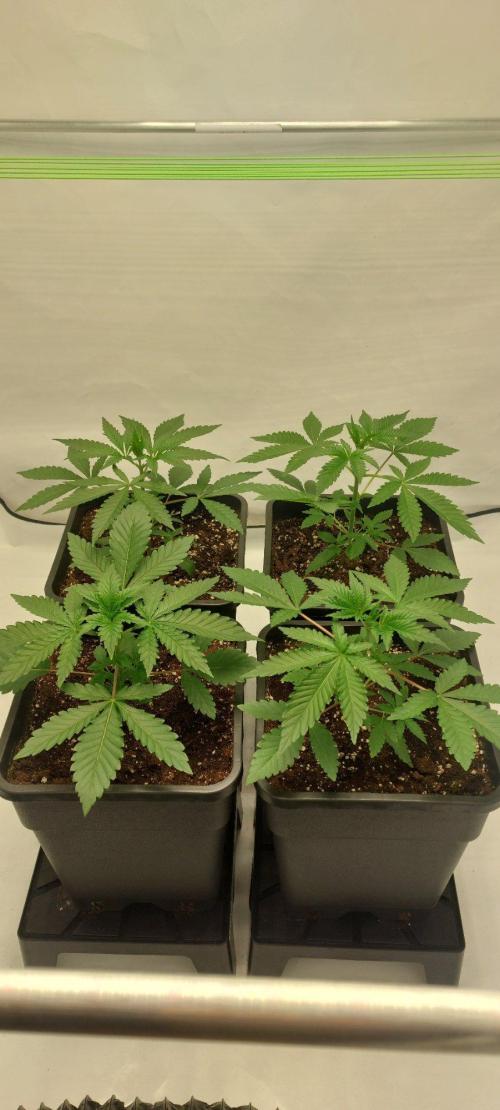 Super Blueberry Cherry. Week 2 - Day 19