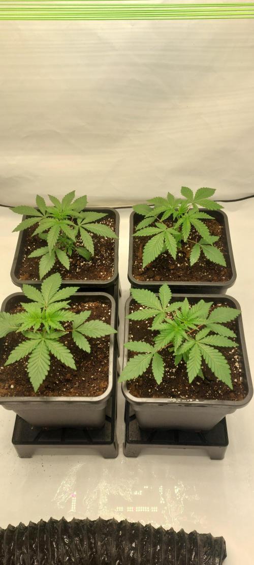 Super Blueberry Cherry. Week 2 - Day 17