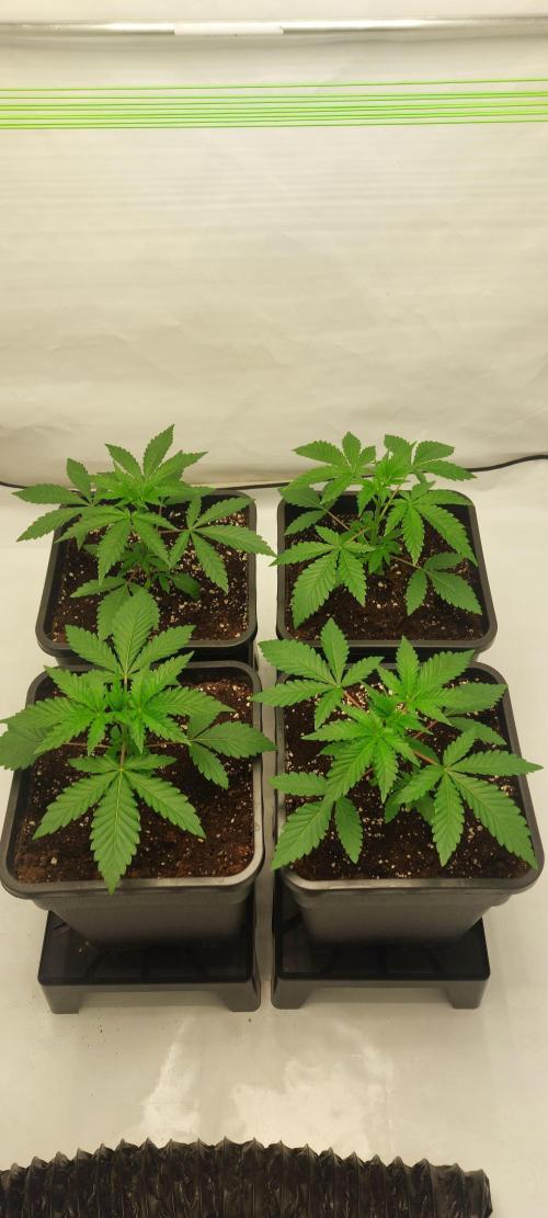Super Blueberry Cherry. Week 2 - Day 18