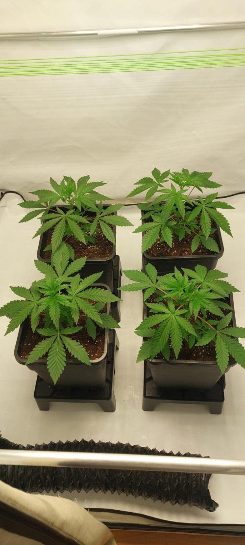 Super Blueberry Cherry. Week 2 - Day 20