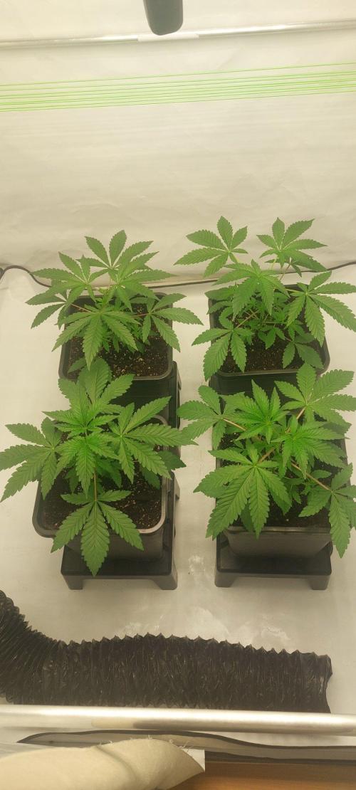 Super Blueberry Cherry. Week 2 - Day 21 topped the plants