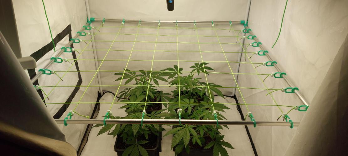 Super Blueberry Cherry. Week 3 - Day 23