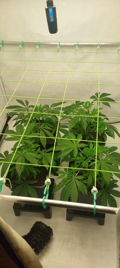 Super Blueberry Cherry. Week 3 - Day 24
